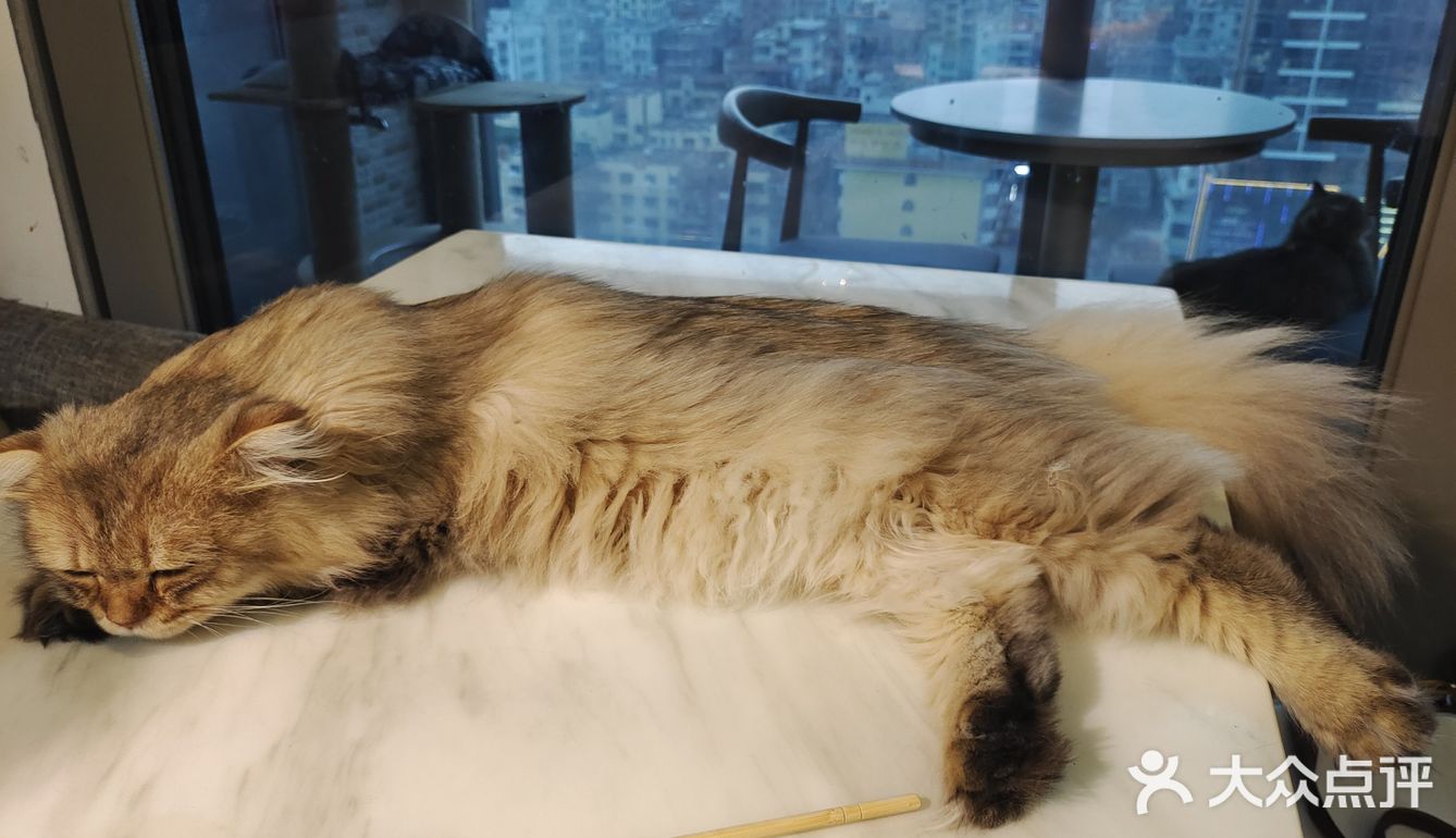 都给我去rua猫猫