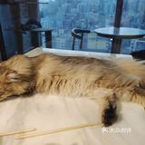 都给我去rua猫猫