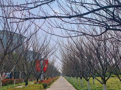 -高东镇樱花园
