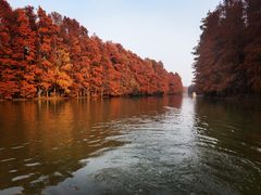 -上海海湾国家森林公园