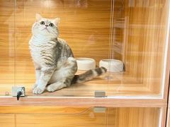 -猫十亿·布偶金渐层·曼基康矮脚猫舍(青年路店)