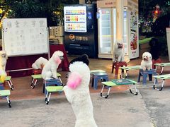-三亚红色娘子军演艺公园景区