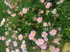 -合肥滨湖国家森林公园