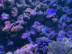 -暹罗海洋世界