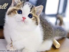 -欣宠猫屋·矮脚拿破仑·蓝金金渐层