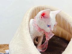 -70cat德文卷毛猫·缅因猫纯种猫舍
