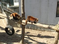 -大连森林动物园