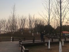 -九龙湖公园