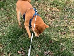 -北京京卫宠物寄养训练中心