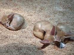 -Zoolung Zoolung动物主题公园(海信广场店)