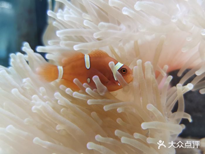 太平洋海底世界图片