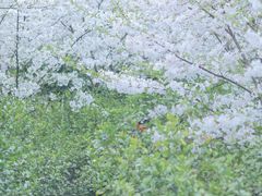-南山植物园