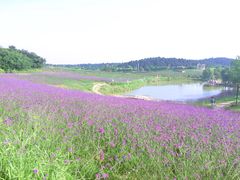 -大塘金香草谷