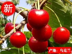 -大自然农场蔬菜草莓采摘园