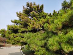 -塘沽森林公园