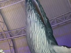 -烟台海昌鲸鲨海洋公园