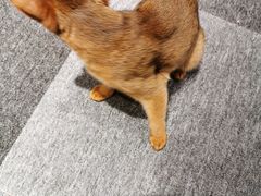 -米宠家·撸猫猫咖小萌宠·猫咪洗澡·猫咪寄养(高新大都荟店)
