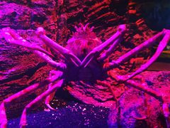 -暹罗海洋世界