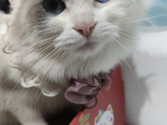 -喵喵咪呀布偶猫咖(春熙路店)
