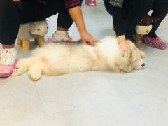 -汪说·狗咖(旺城大厦店)