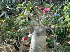 -国家植物园南园