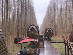 -黄海国家森林公园