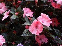 -深圳仙湖植物园