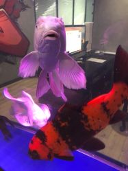 点击看大图 -AC TATTOO 纹身