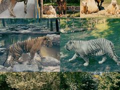 -北京野生动物园