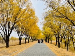 -野鸭湖国家湿地公园