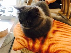 -飞行喵MR PILOT|猫舍·猫咖(静安大融城店)
