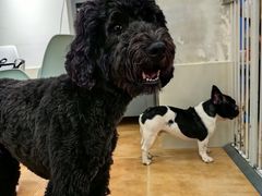 -Let's go狗咖·猫咖·奶狗·桌游(春熙路IFS店)