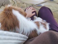 -天宠宠物医院24小时·急重症诊疗中心·全科·腔镜特色(和平分院)