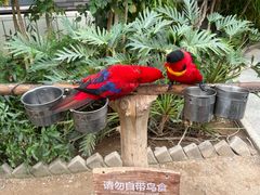 -南宫五洲植物乐园