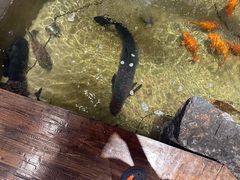 -好灶头妈妈菜·柴火灶台鱼·千岛湖土菜地标美食