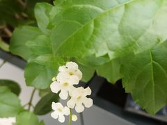 -香蜜公园