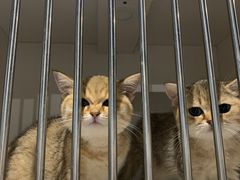 -东方名猫馆·英短金渐层布偶猫舍(环线广场1号楼店)