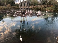 -奥兰多迪士尼动物王国乐园