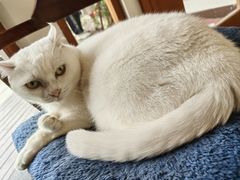 -有猫主题·治愈系猫咖(曾厝垵店)