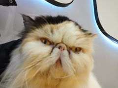 -啵啵喵·猫咖(攀华国际店)