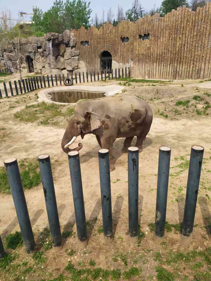 上个周末去济南玩,听说章丘动物园不错,从济南一早坐了高铁,然后又打