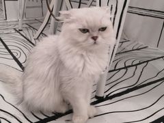 -白夜2D咖啡馆