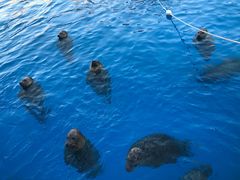 -海合安天津极地海洋公园