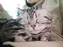 -喵店&猫咖