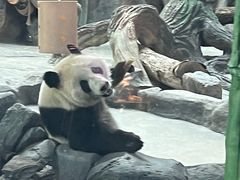 -武汉动物园