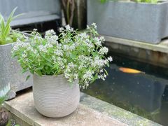 -谷咖啡·鲜花绿植花园餐厅