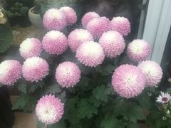 -龙大花卉苗木市场