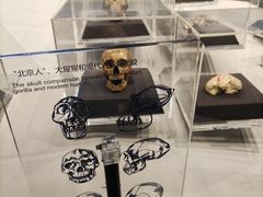 -北京周口店北京人遗址博物馆