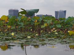 -暨阳湖生态园