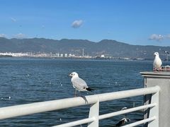 -海埂大坝